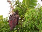 Bananeiras da Gamboa